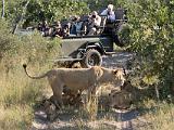 Africa 163 : Africa, Animal, Botswana, Lion, Mammal, Okavango, People, Safari Participants, Travel, View from Vehicle, Vumbura Plains